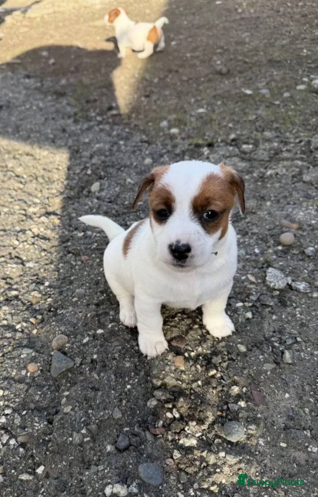 Jack Russel Terriër honden te koop: Jack Russell pups - Advertentie 4