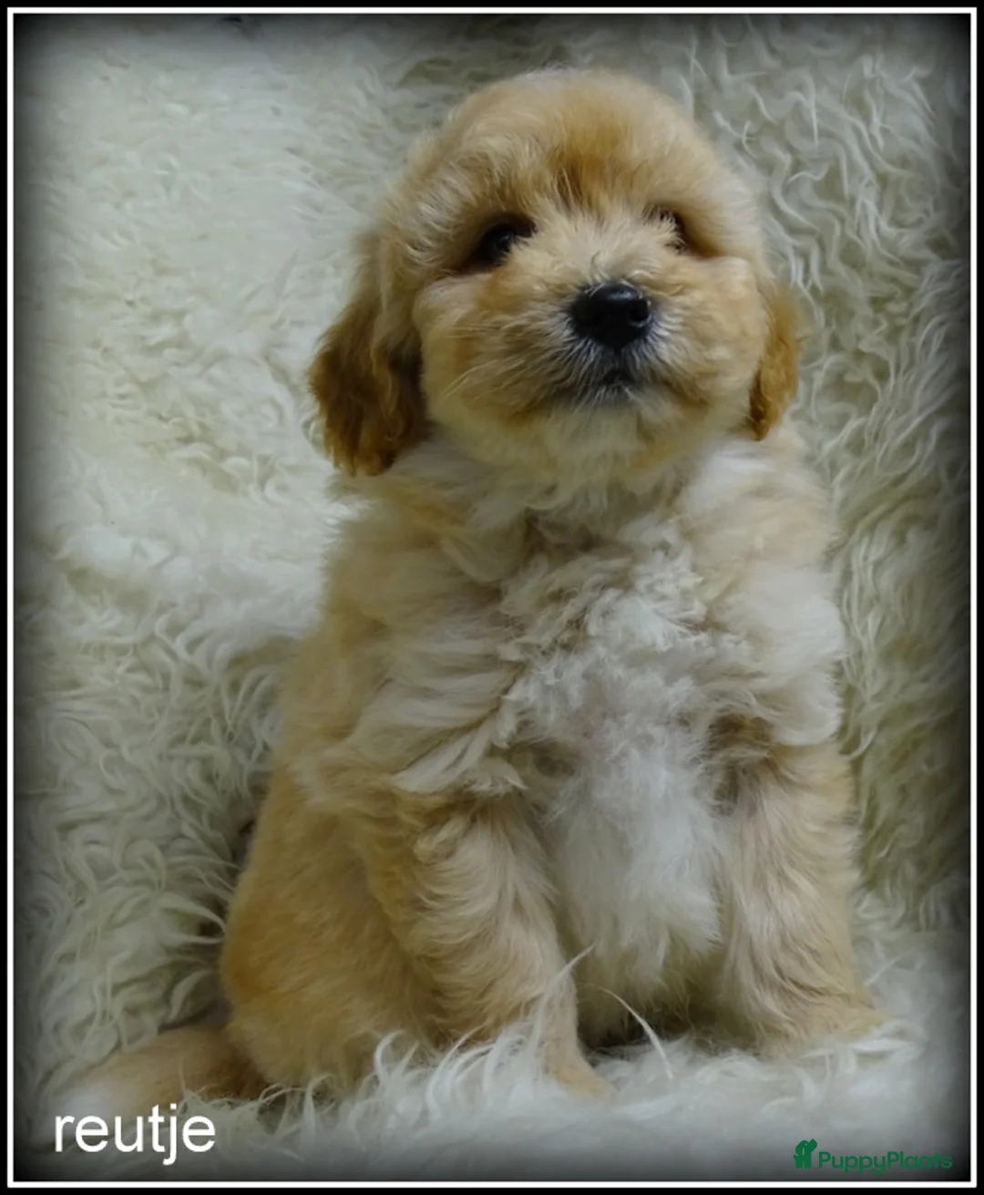 Maltipoo honden te koop: Maltipoo F1b pups - Advertentie 8