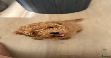 Poedel Toy honden - Advertentie 11