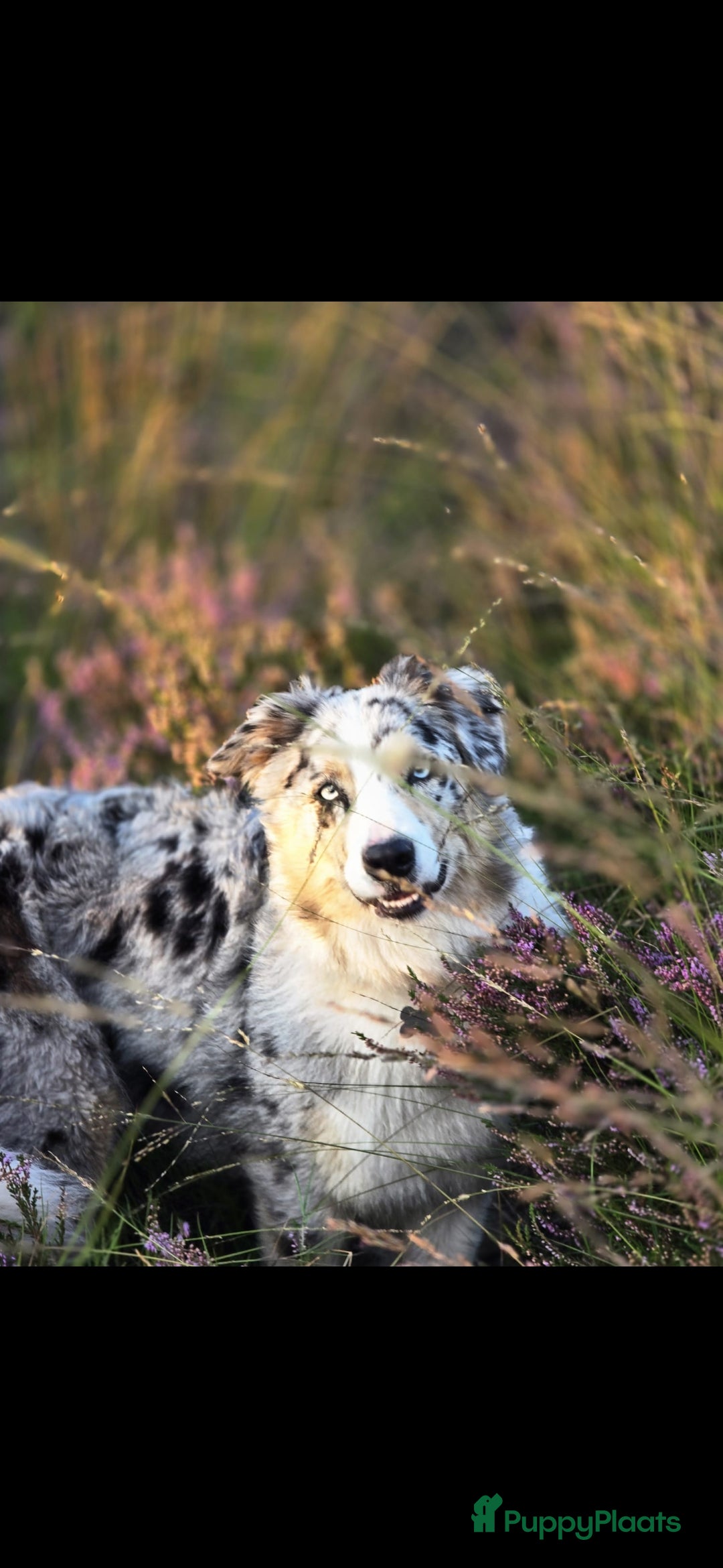Australian Shepherd honden te koop: Mooie australian sherperd pups. - Advertentie 4