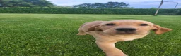 Labrador Retriever honden te koop: Labrador Red Fox pups - Advertentie 9