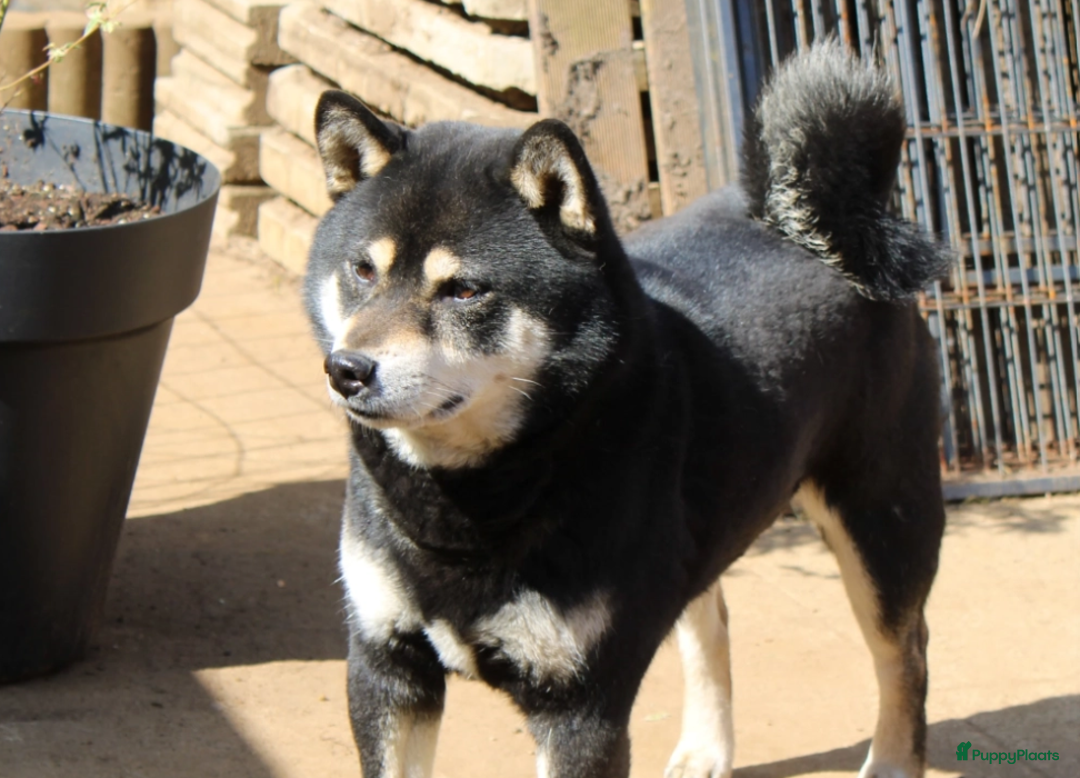 Shiba honden te koop: Shiba teefje met stamboom - Afbeelding 32