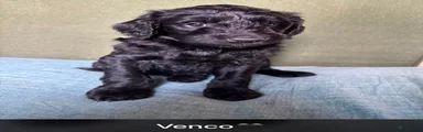Klene