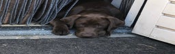 Labrador Retriever honden te koop: Labrador Retriever Pups - Advertentie 38
