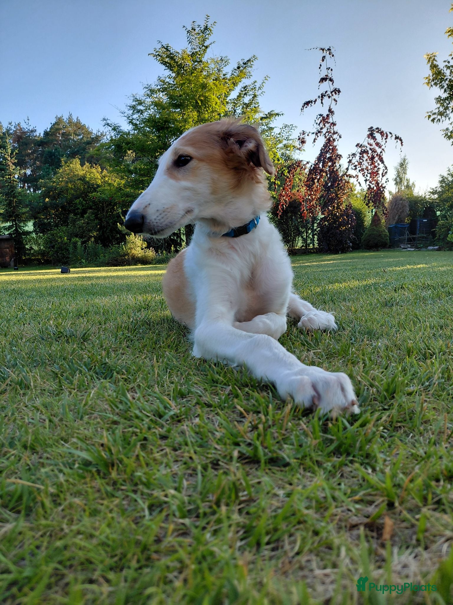 Barsoi honden Borzoi-teef uit FCI-kennel zoekt lief thuis  - Advertentie 15