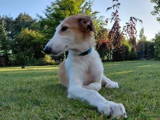 Barsoi honden Borzoi-teef uit FCI-kennel zoekt lief thuis - Advertentie 15
