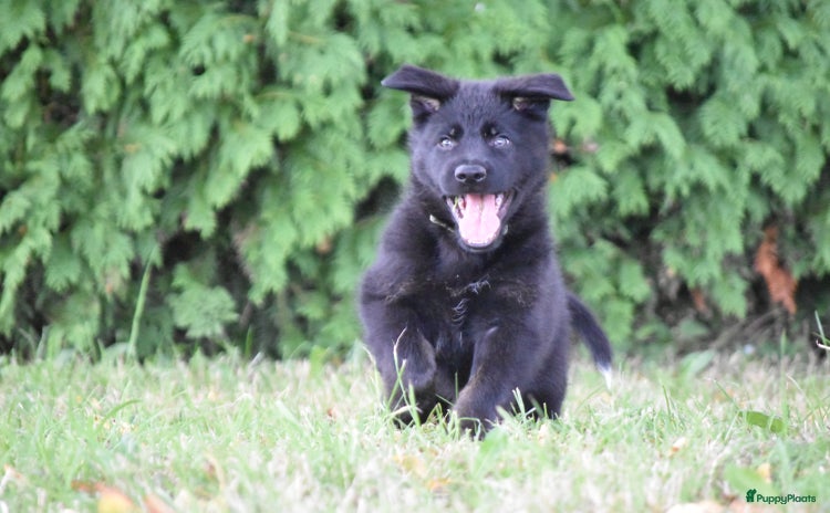 Kruising honden - Advertentie 3