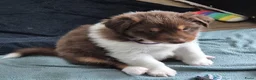 Australian Shepherd honden te koop: Nog 2 australian shepherd reutjes zoeken een thuis - Advertentie 39