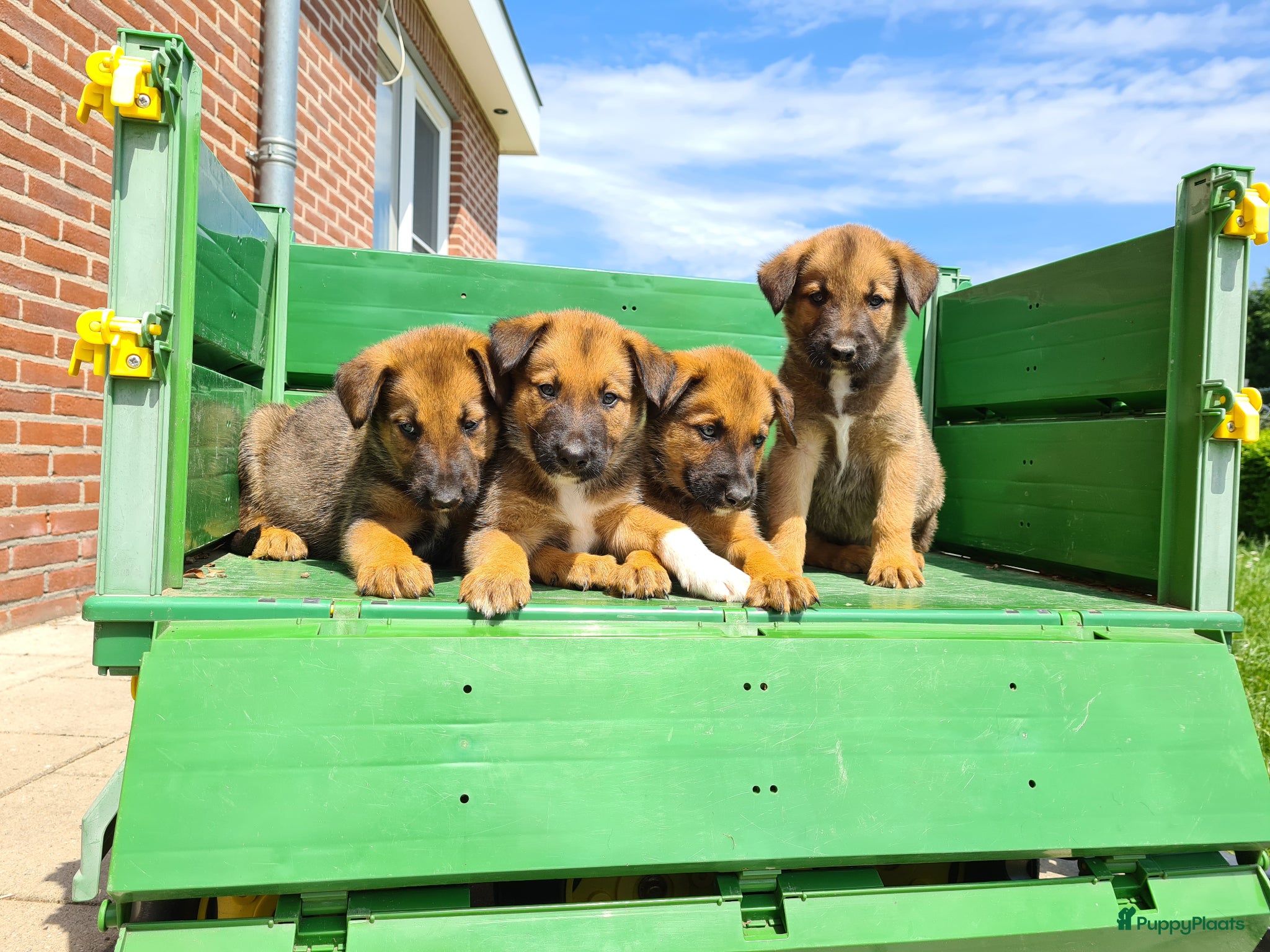 Kruising honden Uniek relaxed Border Collie x Mechelse Herder pups - Advertentie 1
