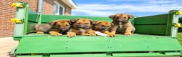 Kruising honden te koop: Uniek relaxed Border Collie x Mechelse Herder pups - Advertentie 1