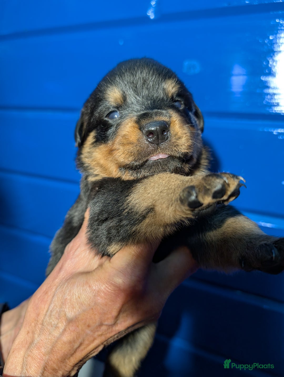 Rottweiler honden te koop: Zeer mooie rottweiler pups   - Advertentie 19