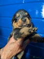 Rottweiler Puppy 4