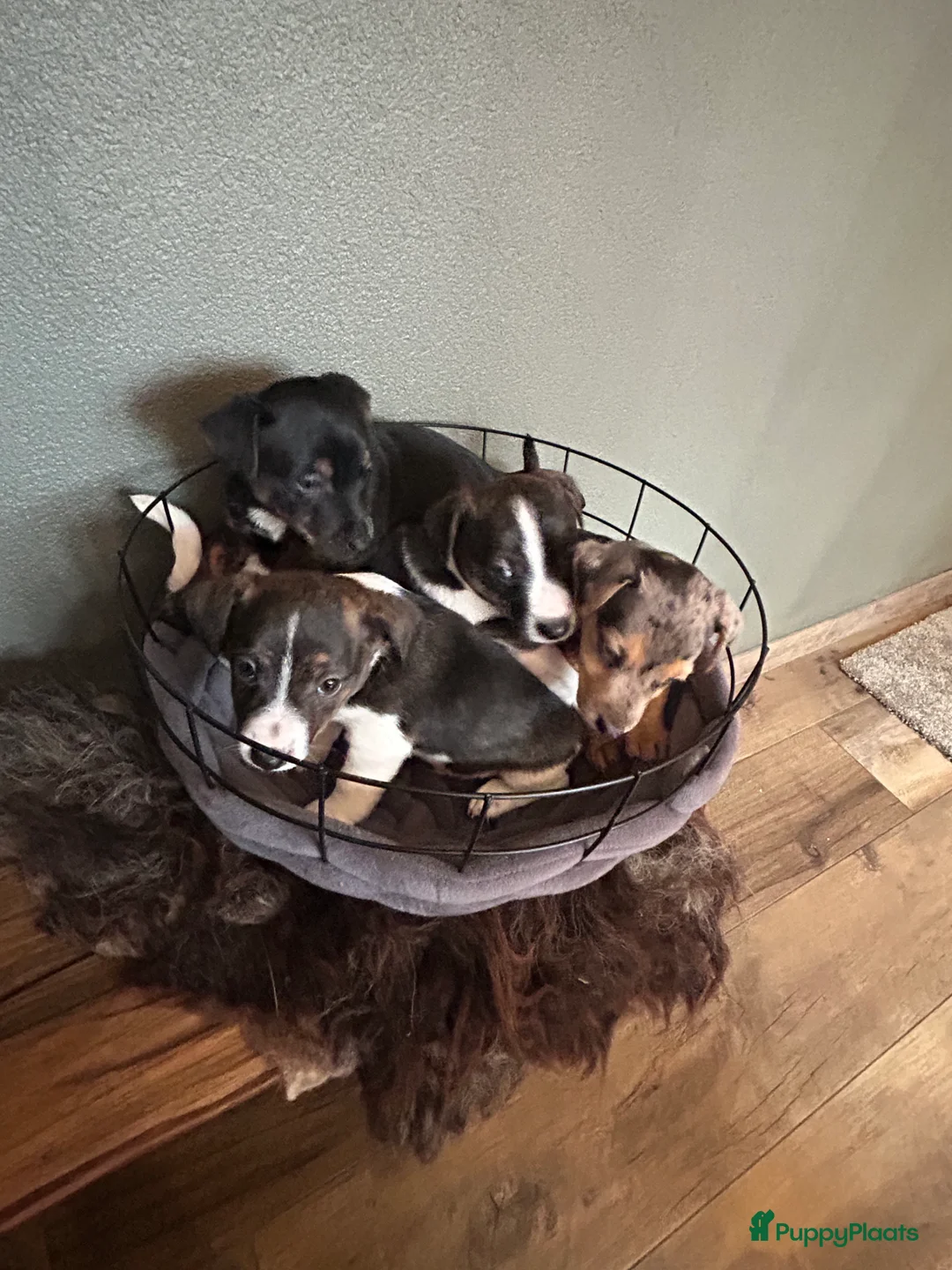 Jack Russel Terriër honden te koop: 4 mooie Jack Russell reutjes - Advertentie 18