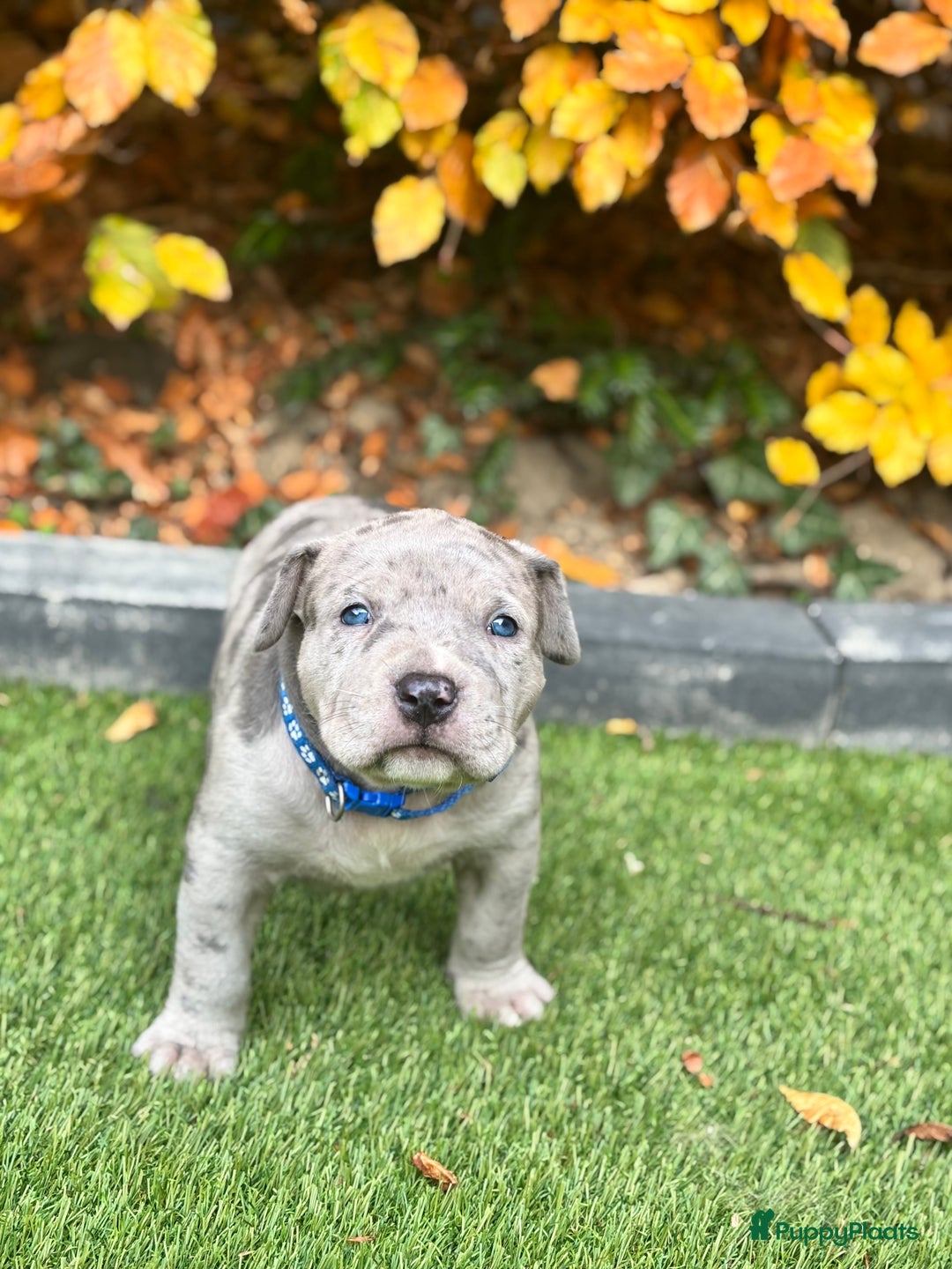 Amerikaanse Bully honden te koop: American Bully Xl pups - Advertentie 7
