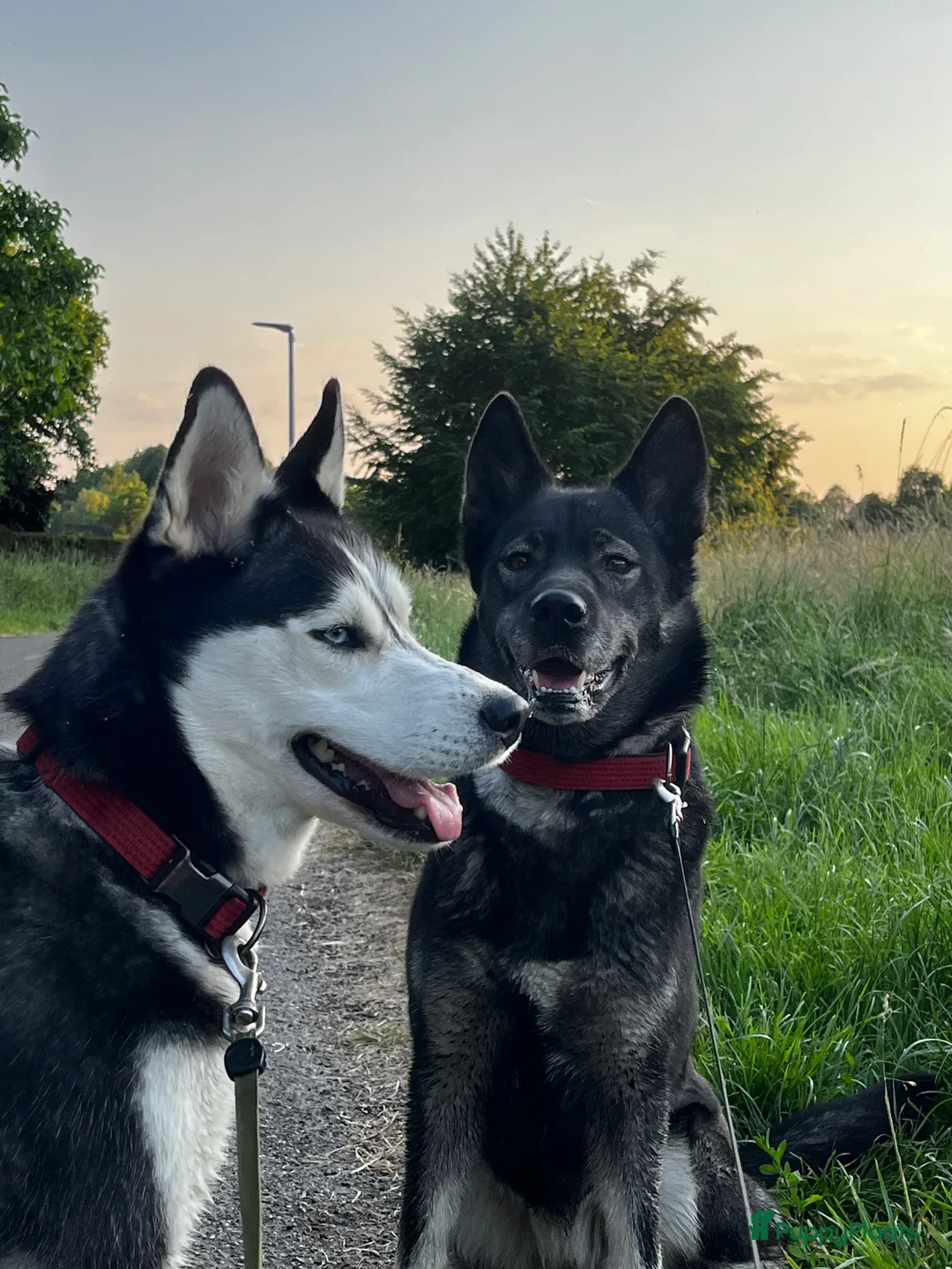 Kruising honden te koop: Lieve friese stabij x Labrador pups te koop - Advertentie 5
