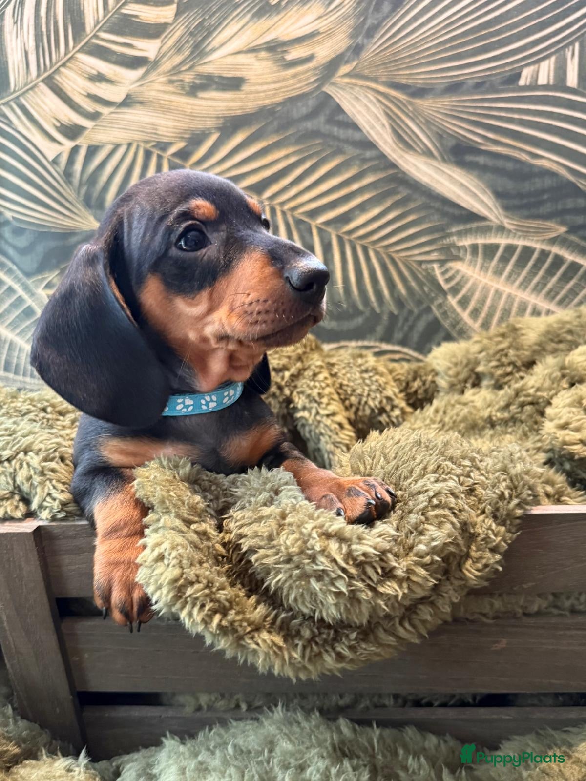 Teckel (korthaar)  honden 1 reutje Black and tan mag het nestje verlaten  - Advertentie 1