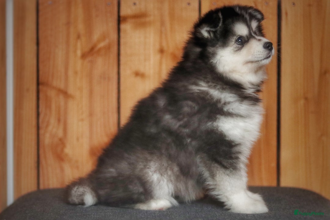 Pomsky honden te koop: Schitterende Pomsky pups  - Advertentie 2