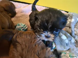 Shih Tzu honden Shih tzu pup - Advertentie 3