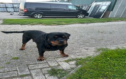 Rottweiler honden te koop: Rottweiler puppy met stamboom in IJsselmuiden - Afbeelding 15