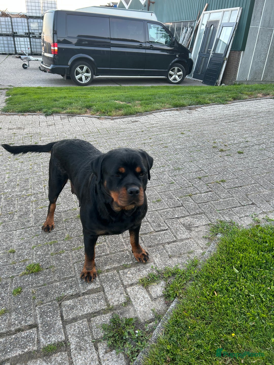 Rottweiler honden te koop: Rottweiler puppy met stamboom in IJsselmuiden - Afbeelding 15