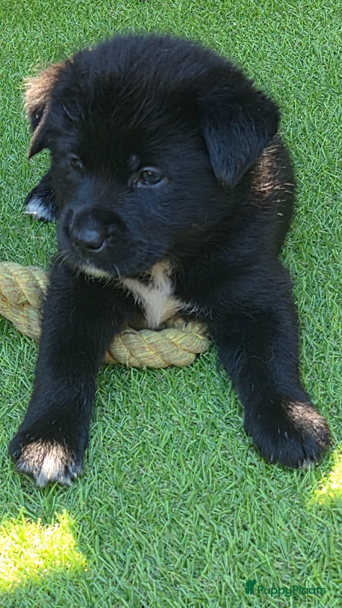 Kruising honden te koop: Labrakita pups (Labrador x Akita) Loyaal & speels - Advertentie 11