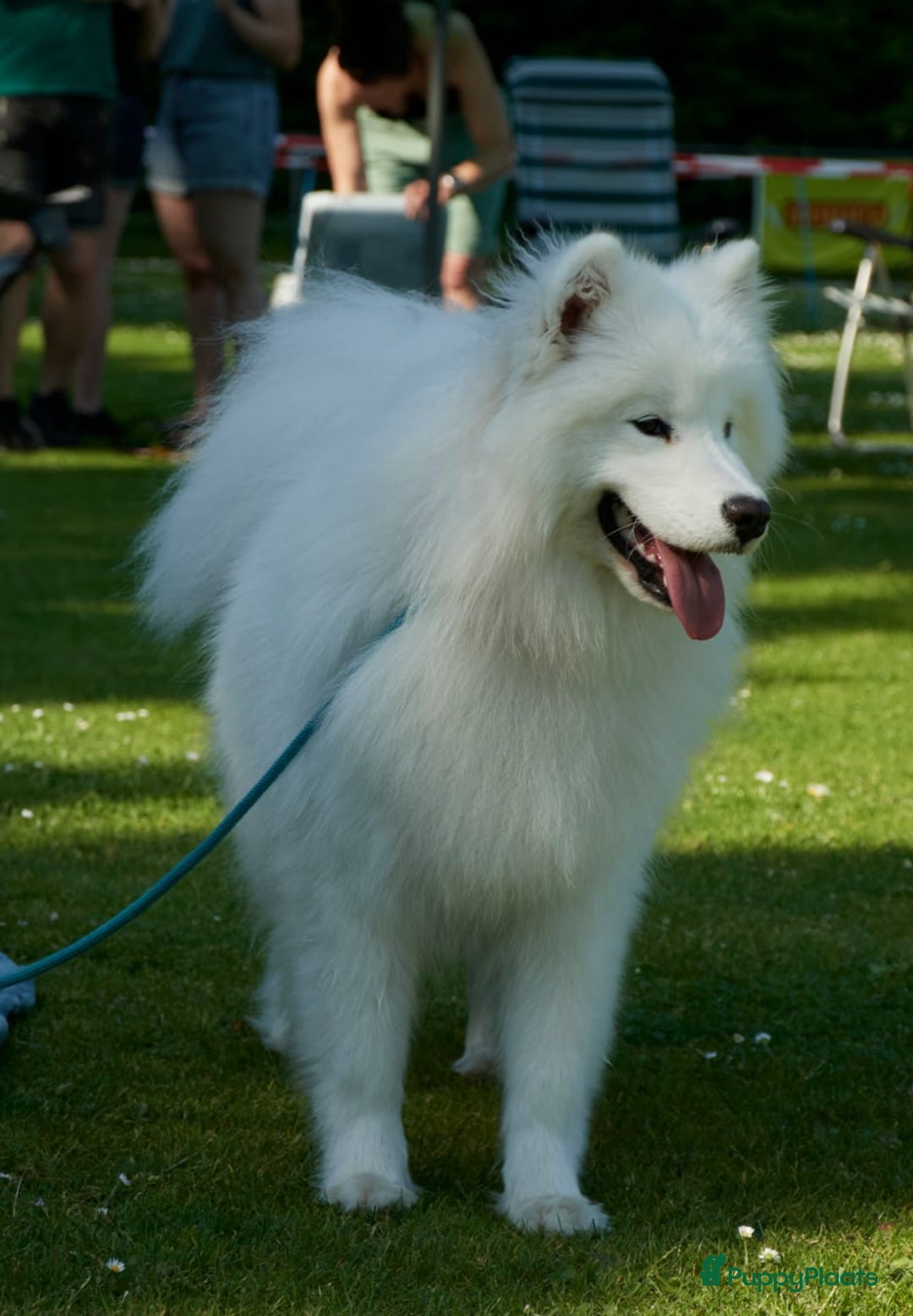 Samojeed honden te koop: Nestaankondiging Samojeedpups begin Augustus - Afbeelding 6