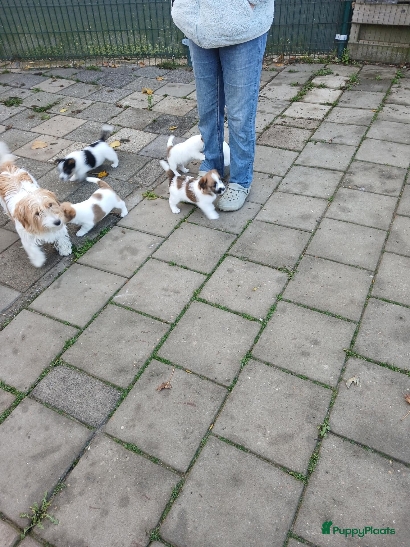 Jack Russel Terriër honden te koop: Ruwharige Jack Russell meisjes - Advertentie 2