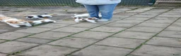 Jack Russel Terriër honden te koop: Ruwharige Jack Russell meisjes in Fijnaart - Advertentie 2