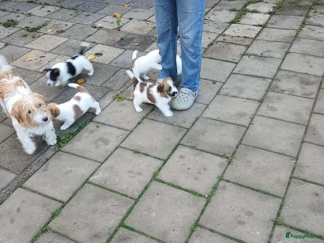 Jack Russel Terriër honden te koop: Ruwharige Jack Russell meisjes - Advertentie 2
