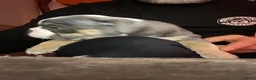 Old English Bulldog honden te koop: Prachtige Bulldog puppies in Nijmegen - Advertentie 8