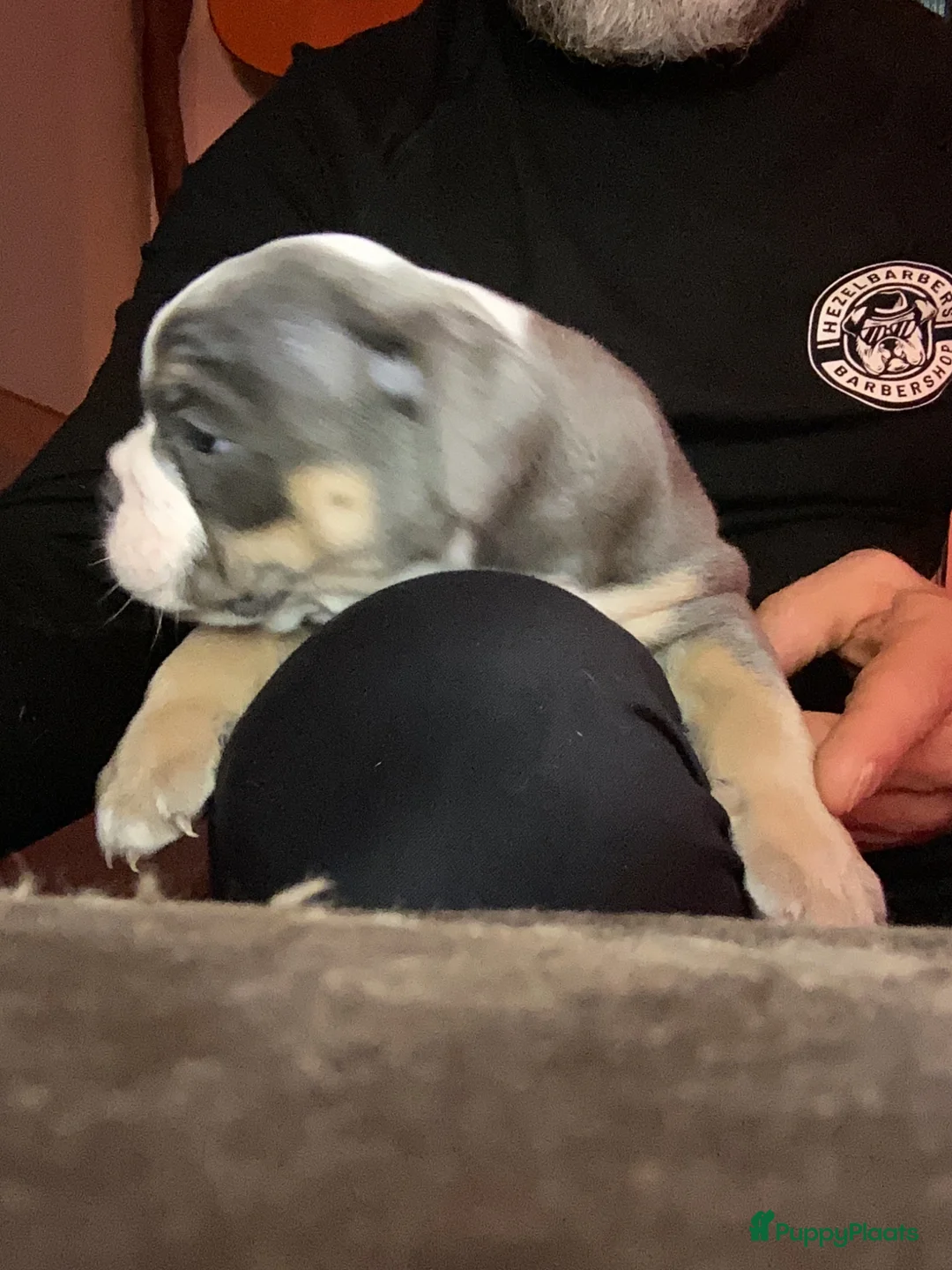Old English Bulldog honden te koop: Prachtige Bulldog puppies in Nijmegen - Advertentie 8