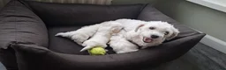 Maltezer honden te koop: Maltezer leeuwtje. Reu. Mei'26. Rasecht - Advertentie 2