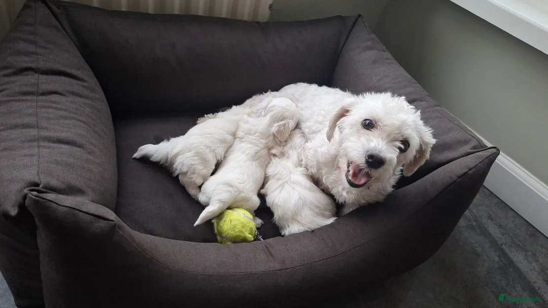 Maltezer honden te koop: Maltezer leeuwtje. Reu. Mei'26. Rasecht - Advertentie 2