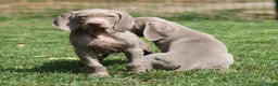 Weimarse Staande Hond korthaar honden te koop: Weimaraner pups - Advertentie 9