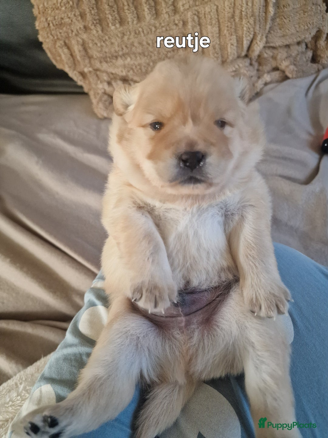 Chow Chow honden te koop: Chow chow pups : Allemaal gereserveerd - Advertentie 4