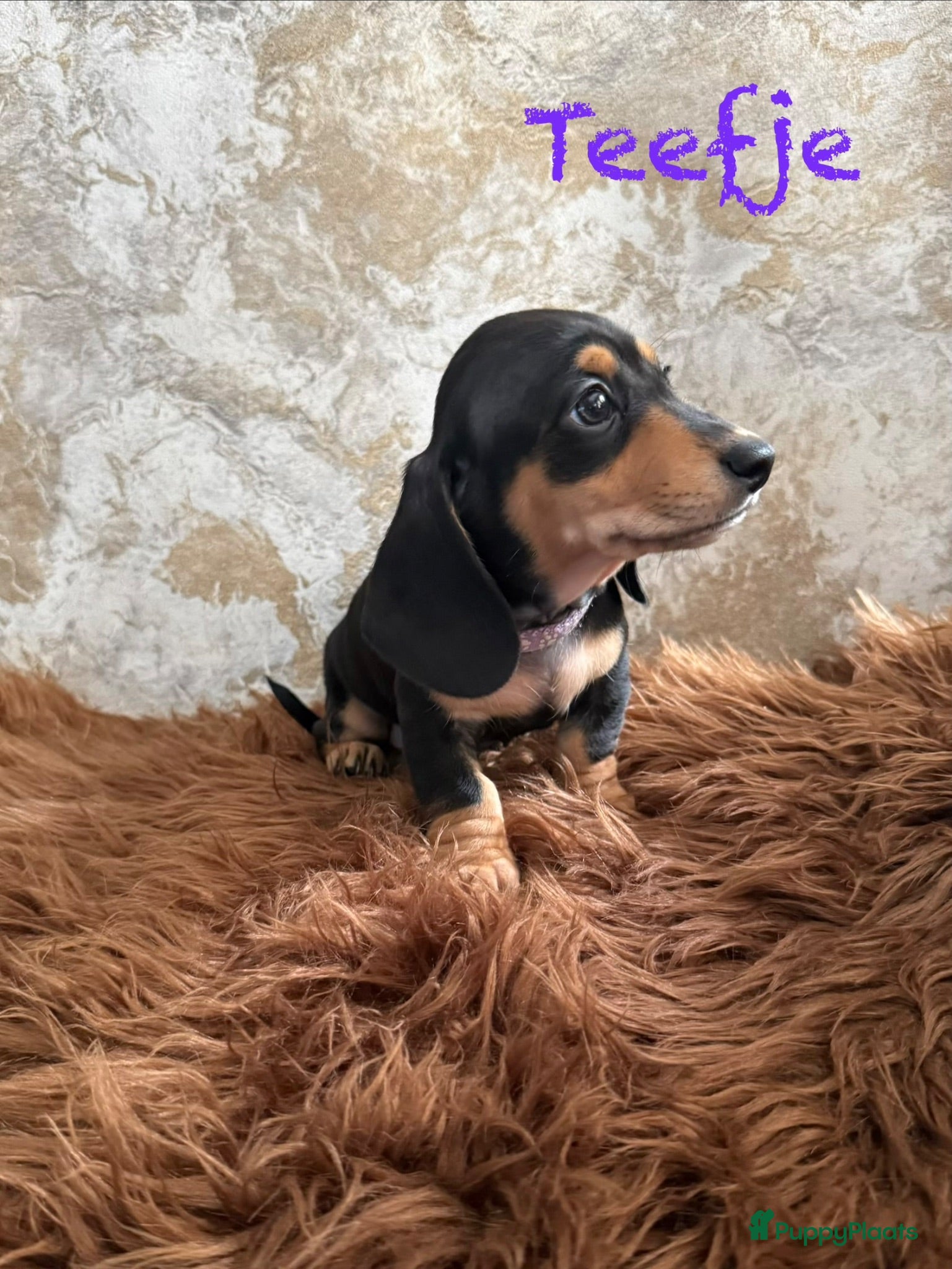 Teckel (korthaar)  honden  Teckel pups mogen nestje verlaten 1 teefjes - Advertentie 7