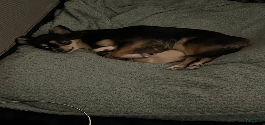 Galerij afbeelding {{count}}