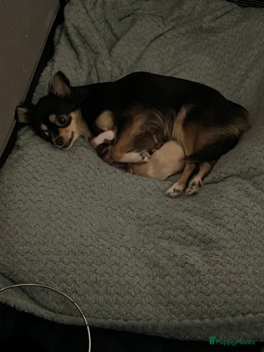 Galerij afbeelding {{count}}