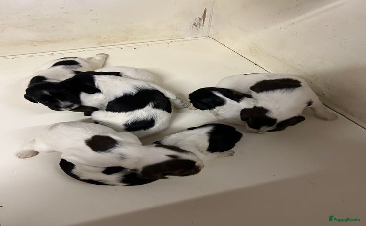 Engelse Springer Spaniel honden - Advertentie 2