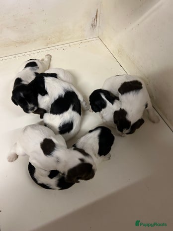 Engelse Springer Spaniel honden - Advertentie 2