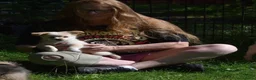 Kruising honden te koop: Prachtige Boomers (Shihtzu/York xJack Russel) - Advertentie 6