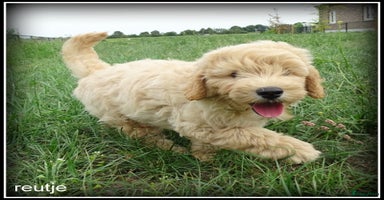 Labradoodle honden - Advertentie 15