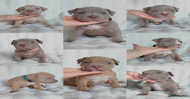 Amerikaanse Bully honden - Advertentie 5