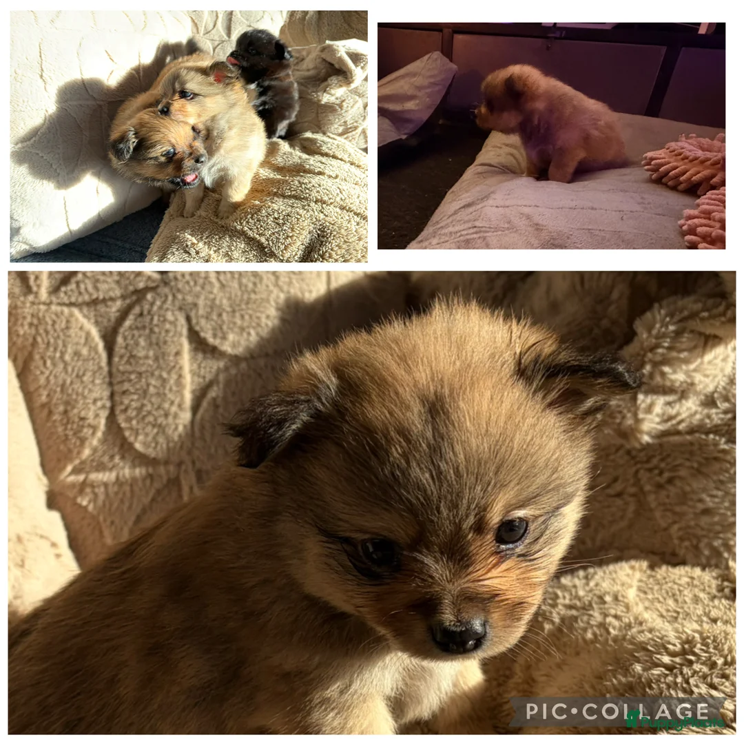 Pomchi honden te koop: Pomchi/pomeriaan - Advertentie 9