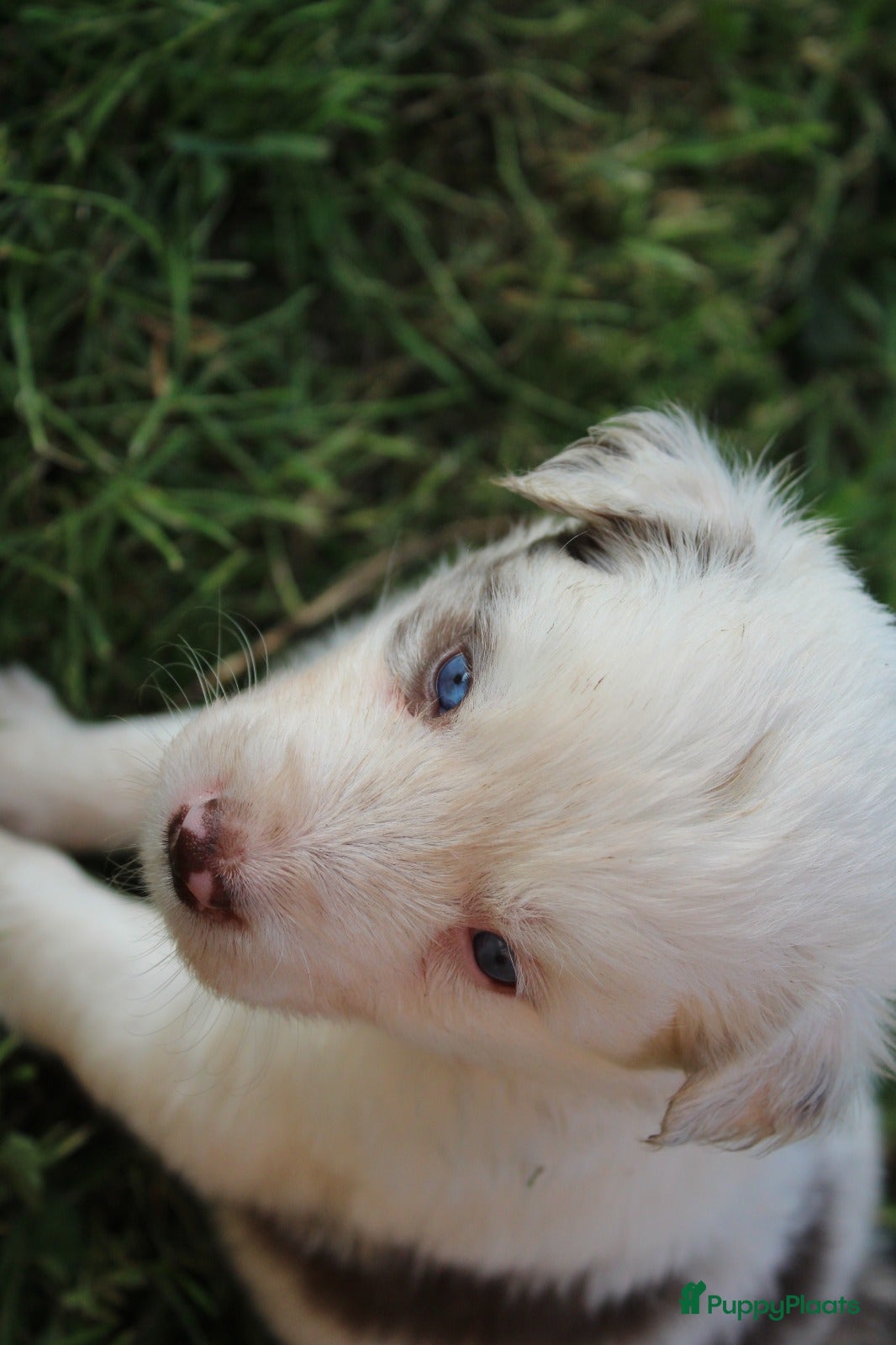 Border Collie honden te koop: Mooie speciale lieve Merle puppies - Advertentie 25
