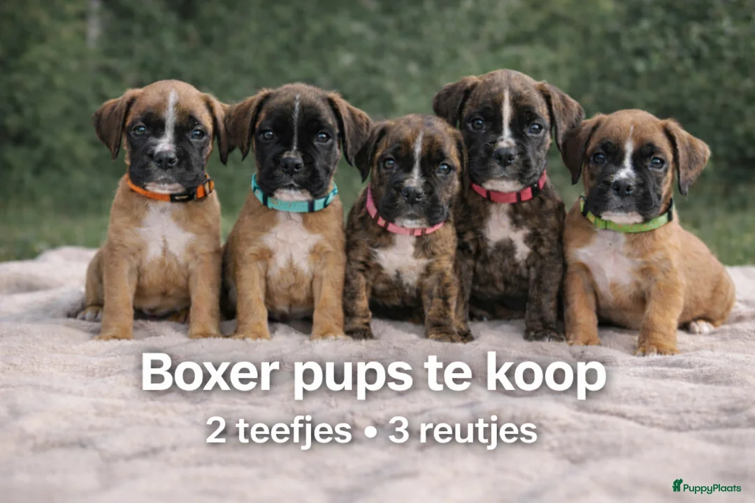 Boxer honden te koop: De laatste 5 Boxer Pups beschikbaar 🩵🩵🩵🩷🩷 - Advertentie 1