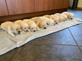 Golden Retriever honden Golden Retriever pups - Advertentie 4
