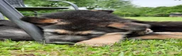 Duitse Herder honden te koop: Mooie Duitse herderpups in Beltrum - Advertentie 4