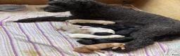 Labradoodle honden te koop: Labradoodle / 'Dubbel Doodle' pups geboren! - Advertentie 22