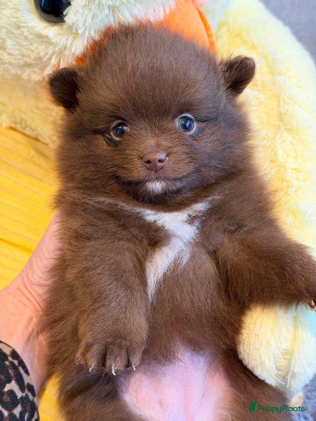 Pomeriaan honden te koop: Choco pomeranian pomeriaan pups te reserveren - Advertentie 17